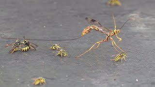 Giant Ichneumon Wasp Drinking Honeydew amp Fighting Yellowjackets [upl. by Nielsen907]