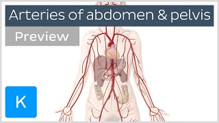 Arteries of the abdomen and pelvis preview  Human Anatomy  Kenhub [upl. by Pelson516]