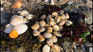 Coastal Foraging  Clams Mussels Cockles and Edible Seaweed Beach Cook Up [upl. by Kantos]