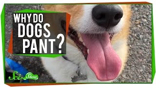 Why Do Dogs Pant [upl. by Hiroshi]