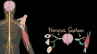 Nervous system central amp peripheral  Control amp Coordination  Biology  Khan Academy [upl. by Carli766]