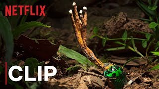 Our Planet  Fungus  Clip  Netflix [upl. by Llertnauq]