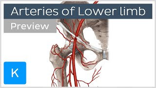 Overview of the lower limb arteries preview  Human Anatomy  Kenhub [upl. by Stoddard]