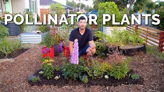 11 MUST Grow Pollinator Garden Plants 🐝 [upl. by Enileuqkcaj]