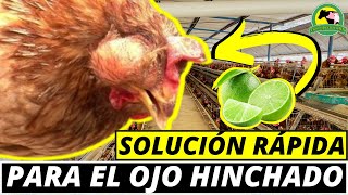 Cómo CURAR La CORIZA Infecciosa AVIAR Con Remedios CASEROS [upl. by Aduhey]