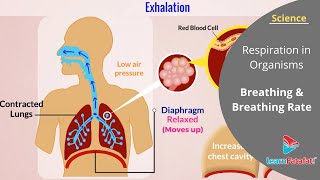 Respiration in Organisms Class 7 Science  Breathing and Breathing Rate [upl. by Linea991]