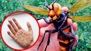 18 Most Harmful Insects to Humans [upl. by Strait824]