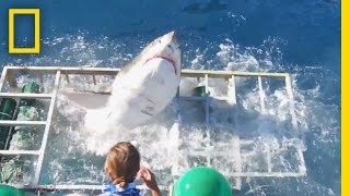 Diver Narrowly Escapes When Great White Shark Breaks Into Cage  National Geographic [upl. by Banyaz511]