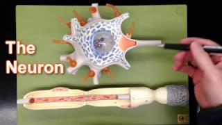 Neuron Model [upl. by Leontina578]