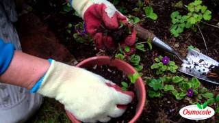 Garden Tutorial How To Reseed Hellebore Plants [upl. by Eiloj589]