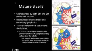 Immunology B cell maturation [upl. by Burgener]