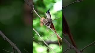 Birds nature beautiful foryou youtubeshorts viralvideo [upl. by Ahcila308]