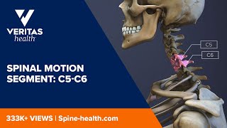 Spinal Motion Segment C5C6 [upl. by Barram]