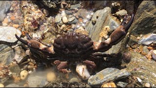 Coastal Foraging  Rock Pooling for Crabs Cockles Prawns Seaweeds and Shellfish  The Fish Locker [upl. by Meekyh]