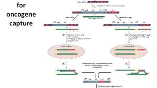 Transformation and Oncogenesis Lecture 19 [upl. by Maighdlin755]