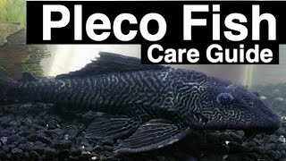 Pleco Fish Care  Plecostomus Catfish [upl. by Esiuolyram]