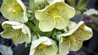 How to grow Hellebores [upl. by Ylimme137]