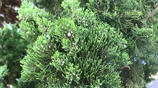 Hollywood Juniper Juniperus chinensis Torulosa [upl. by Issak]