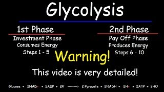 Glycolysis  Biochemistry [upl. by Amilah849]