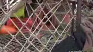 Deadliest Catch  How Crab Pots Work [upl. by Chase]