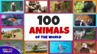 100 Animals of the World  Learning the Different Names and Sounds of the Animal Kingdom [upl. by Kristian]