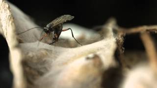 Ichneumon wasp ovipositing closeup [upl. by Cj]