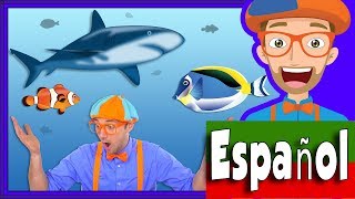 En el Acuario con Blippi Español  Peces para Niños y Infantil [upl. by Sainana681]