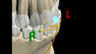 MANDIBULAR MOVEMENTS  2 [upl. by Ellehctim]