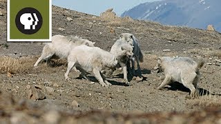 Wolf Pack Teams Up to Fight Off Intruder [upl. by Greta]