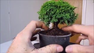 How To Make a Bonsai Tree From a Nursery Stock Tsukumo [upl. by Claudette]