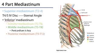 Mediastinum [upl. by Assenahs]