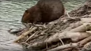 How Do Beavers Build A Dam  BBC [upl. by Anaxor]