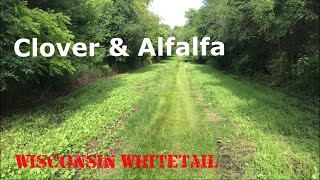 Planting Clover amp Alfalfa Food Plot [upl. by Tracey]