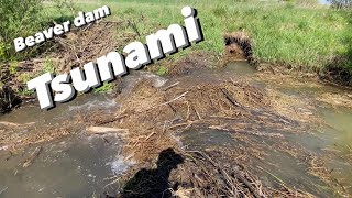 Beaver Dam Removal Compilation Tsunami [upl. by Nueoras]