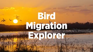 Bird Migration Explorer Explained [upl. by Gillmore475]