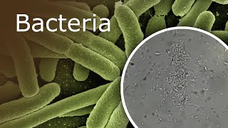 Bacteria Under a Microscope 1000x  2500x [upl. by Myer279]