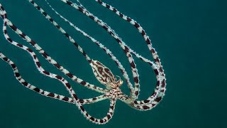 Mimic Octopus Master of Disguise [upl. by Pantin]