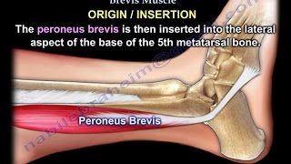 Anatomy Of The Peroneus Brevis Muscle  Everything You Need To Know  Dr Nabil Ebraheim [upl. by Ybok]