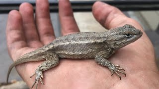 Do Plateau Fence Lizards Make Good Pets [upl. by Sybila]