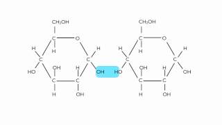 Hydrolysis of Maltose [upl. by Calley214]