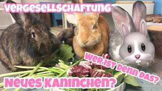 Vergesellschaftung  Neues Kaninchen [upl. by Phillada]