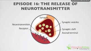 016 The Release of Neurotransmitter [upl. by Aidyl553]