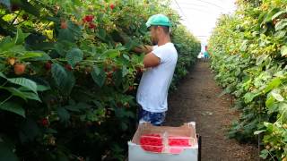 Fast way of Picking Raspberries [upl. by Dyrraj]