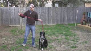 EzyDog Vario 6 Hands Free Dog Leash Review [upl. by Alegnave]