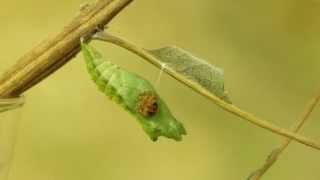 Parasitic Ichneumon Wasp Emerges from the Chrysalis of a Swallowtail Butterfly [upl. by Amos828]