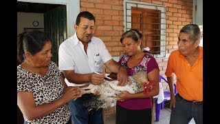 VACUNACIÓN DE AVES DE TRASPATIO PARA PREVENIR ENFERMEDADES [upl. by Odele]