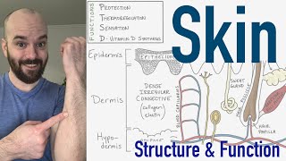 Integumentary System  Structure and Function of the Skin [upl. by Gnud462]