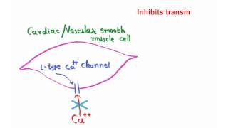 Mechanism of action of amlodipine [upl. by Esinaej]