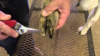 How to Trim Goat Hooves [upl. by Irrek]