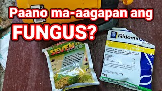 How to apply Fungicide  Fungicide and Insecticides Application  Grapes Fungicide [upl. by Adamik]